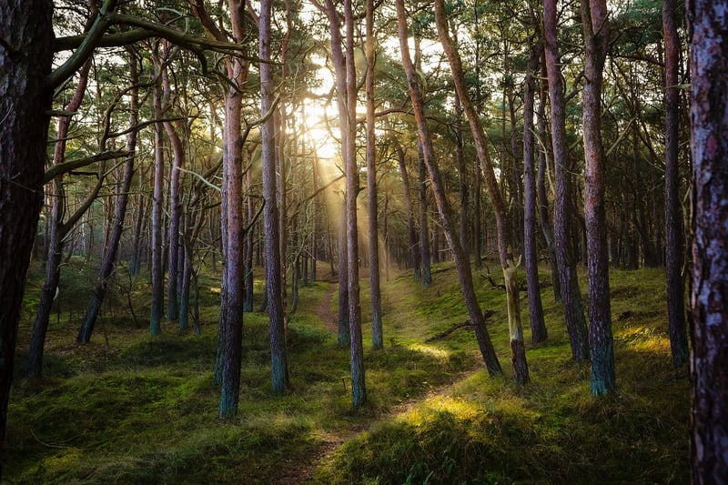 Forest Trekking